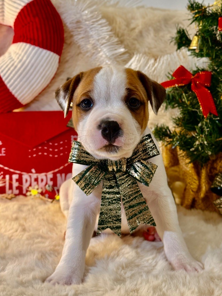 De Maya L’étoile Blanche D’aphrodite - Chiots disponibles - Staffordshire Bull Terrier