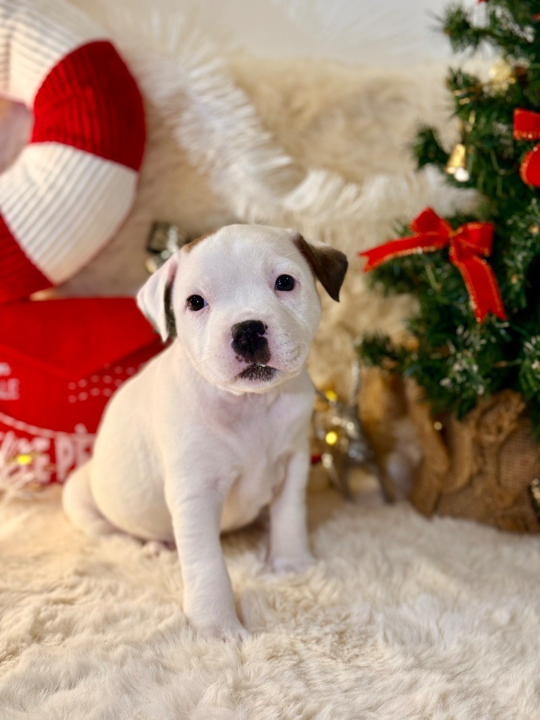 De Maya L’étoile Blanche D’aphrodite - Chiots disponibles - Staffordshire Bull Terrier